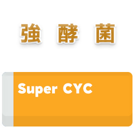 強酵菌